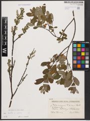 Foto von Salix aurita L. x Salix repens L.